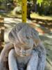 Cement Garden Cherub Statue - 5