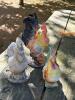 Trio of Garden Roosters