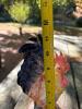 Trio of Garden Roosters - 5