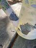 Decorative Metal Watering Cans - 6