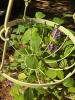 Pair of Metal Hanging Basket Planters - 3
