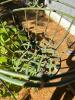 Pair of Metal Hanging Basket Planters - 7