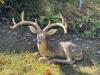 Large Outdoor Resin Deer Statue