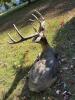 Large Outdoor Resin Deer Statue - 3