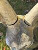 Large Outdoor Resin Deer Statue - 4