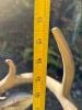 Large Outdoor Resin Deer Statue - 6