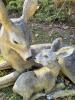 Resin Deer and Fawn Outdoor Garden Statue - 2