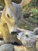 Resin Deer and Fawn Outdoor Garden Statue - 5
