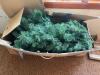 Two Artificial Christmas Trees with Stand - 4