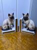 Pair of Lefton Siamese Cat Bookends