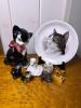 Pretty Kitty Decor Collection