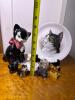 Pretty Kitty Decor Collection - 2
