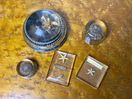 Encased Marine Specimens in Resin Paperweights