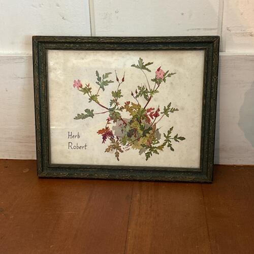 10" x 8" Framed Herb Robert Botanical Art, Signed