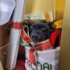 Steiff Miniature Bear in Christmas Stocking Boxed Ornament - 2