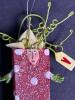 Whimsical Glittered Holiday Ornaments, Mixed Styles - 2