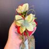 Krinkles Rose Fairy Ornament by Department 56 - 3