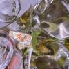 Murano-Style Art Glass Duck Figurine - 4