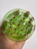 Vaseline Uranium Glass Flower Frog Depression-Era - 6