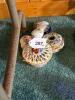 Decorative Trinket Boxes and Bowls - 10