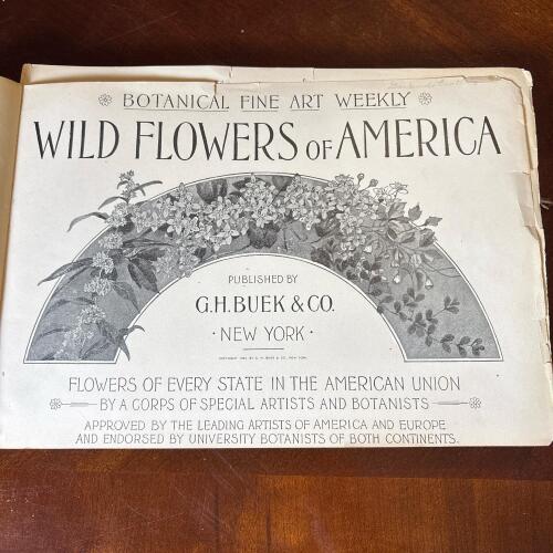 Antique Wild Flowers of America Botanical Illustration Book, 1894