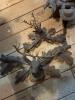 Black Forest Hunting Themed Cuckoo Clocks for Parts or Repair - 4