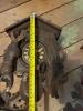 Black Forest Hunting Themed Cuckoo Clocks for Parts or Repair - 8