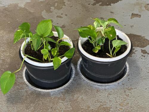 Potted Golden Pothos Houseplants