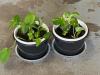 Potted Golden Pothos Houseplants