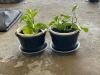 Potted Golden Pothos Houseplants - 2