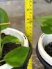 Potted Golden Pothos Houseplants - 3