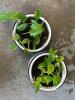 Potted Golden Pothos Houseplants - 4
