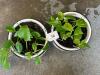 Potted Golden Pothos Houseplants - 5