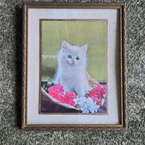 Framed Kitten Print in Ornamental Frame 9"x11"