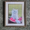 Framed Kitten Print in Ornamental Frame 9"x11"