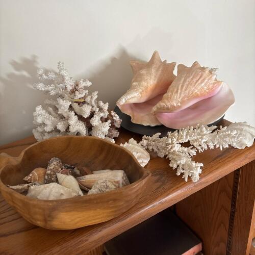 Decorative Coral, Conch Shells & Sea Shells