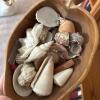 Decorative Coral, Conch Shells & Sea Shells - 2