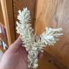 Decorative Coral, Conch Shells & Sea Shells - 4