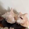 Decorative Coral, Conch Shells & Sea Shells - 6