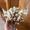 Decorative Coral, Conch Shells & Sea Shells - 7