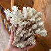 Decorative Coral, Conch Shells & Sea Shells - 8