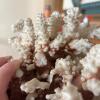 Decorative Coral, Conch Shells & Sea Shells - 9