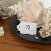 Decorative Coral, Conch Shells & Sea Shells - 10