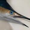 Large 7 Foot Sailfish Wall Mount with Painted Finish - 2