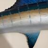 Large 7 Foot Sailfish Wall Mount with Painted Finish - 10