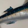 Large 7 Foot Sailfish Wall Mount with Painted Finish - 11