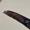 Large 7 Foot Sailfish Wall Mount with Painted Finish - 16