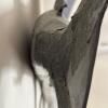 Large 7 Foot Sailfish Wall Mount with Painted Finish - 18