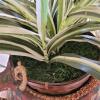 Large Ceramic Amphora with Faux Spider Plant on Metal Stand - 3