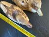 Carved Duck Decoys and Figurines in Folk-Art Style - 12